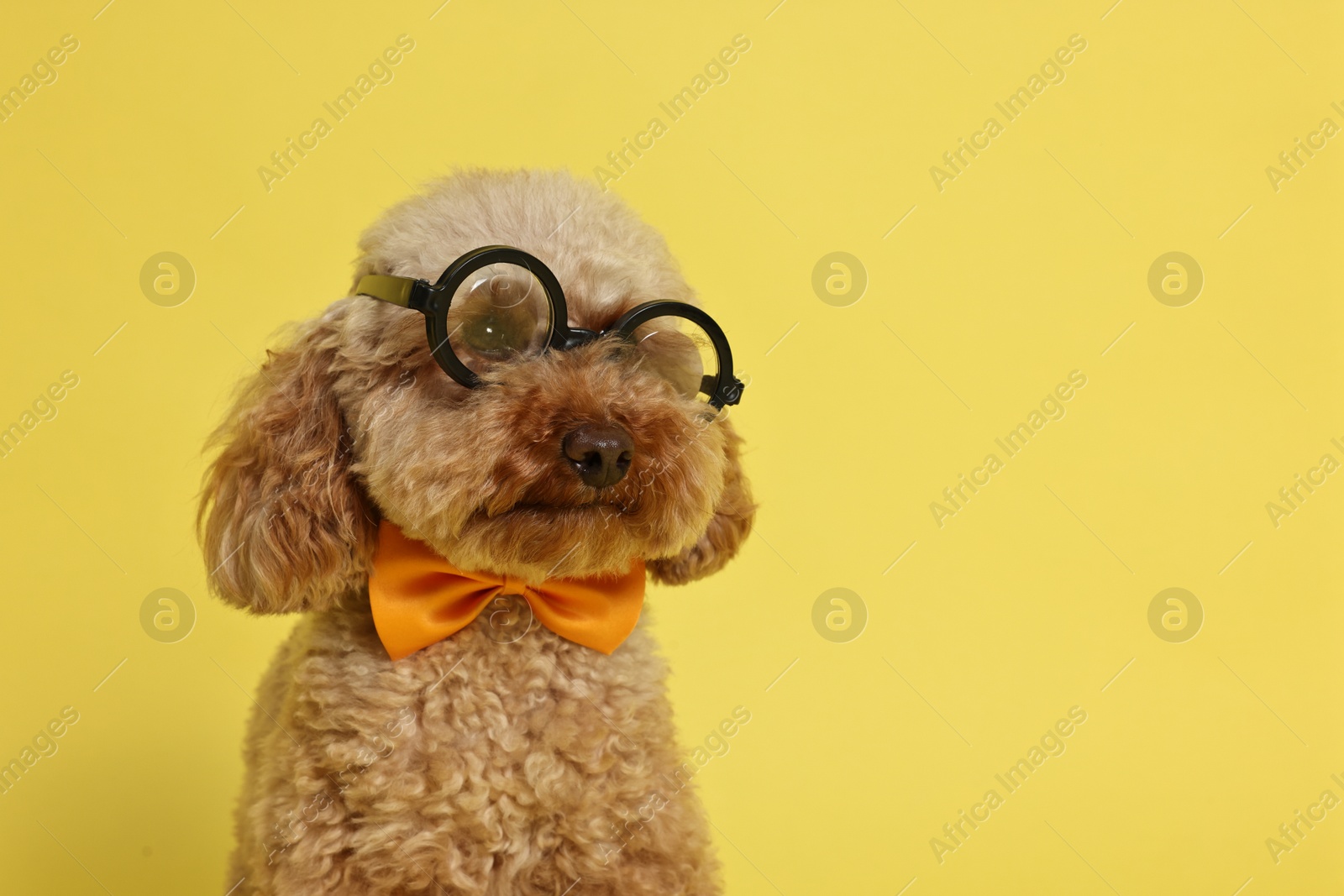 Photo of Cute Toy Poodle dog wearing bow tie and glasses on yellow background, space for text