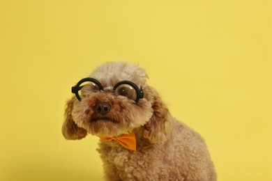 Cute Toy Poodle dog wearing bow tie and glasses on yellow background