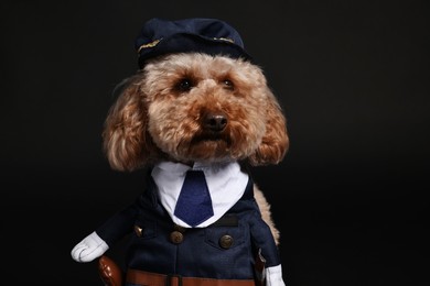 Cute Toy Poodle dog in police costume on black background