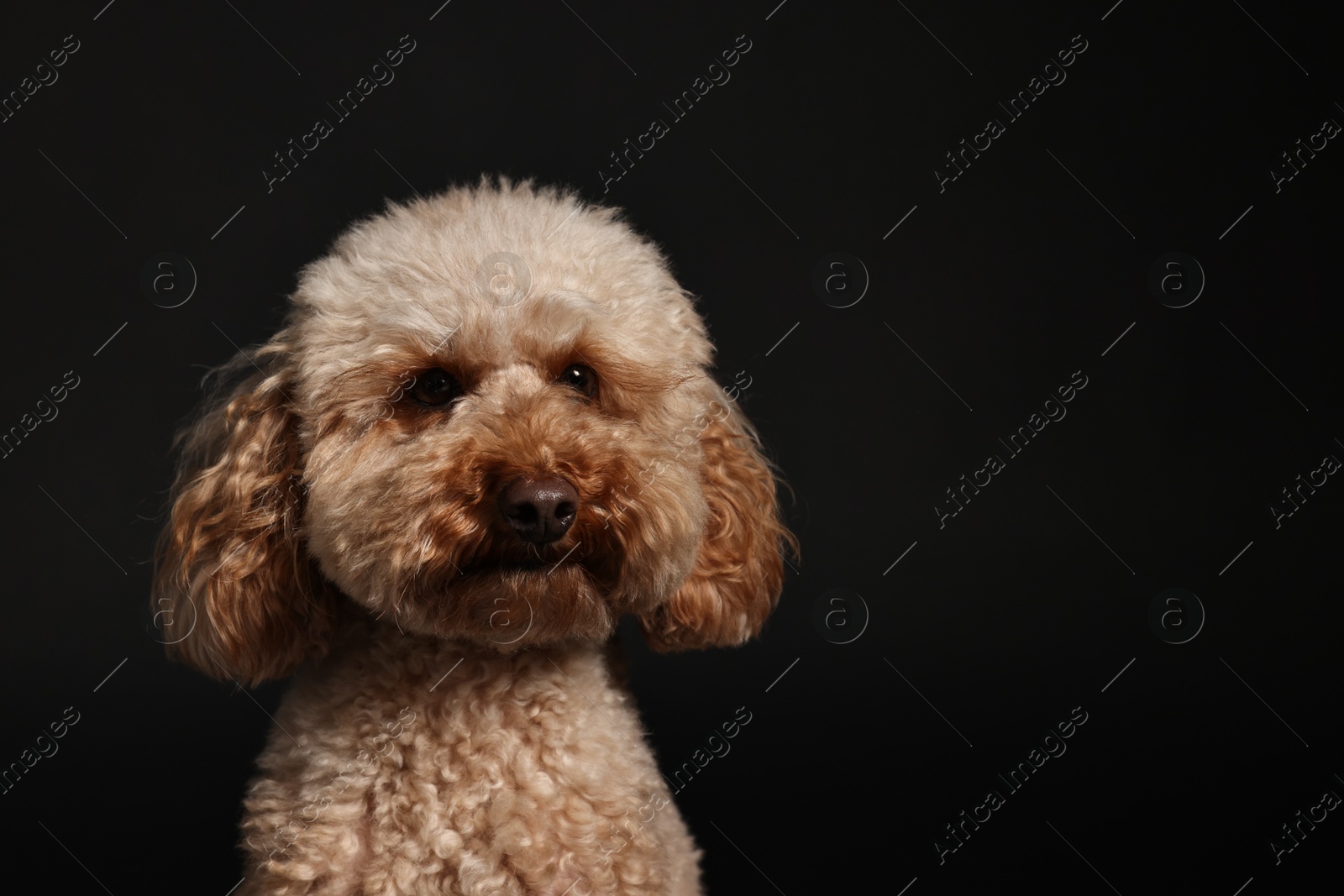 Photo of Cute Toy Poodle dog on black background, space for text. Lovely pet