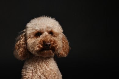 Photo of Cute Toy Poodle dog on black background, space for text. Lovely pet