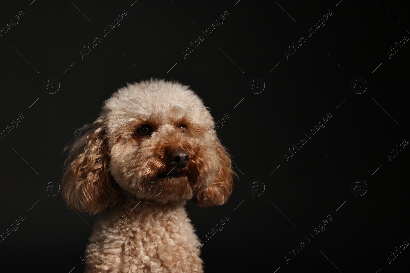 Photo of Cute Toy Poodle dog on black background, space for text. Lovely pet