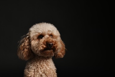 Photo of Cute Toy Poodle dog on black background, space for text. Lovely pet