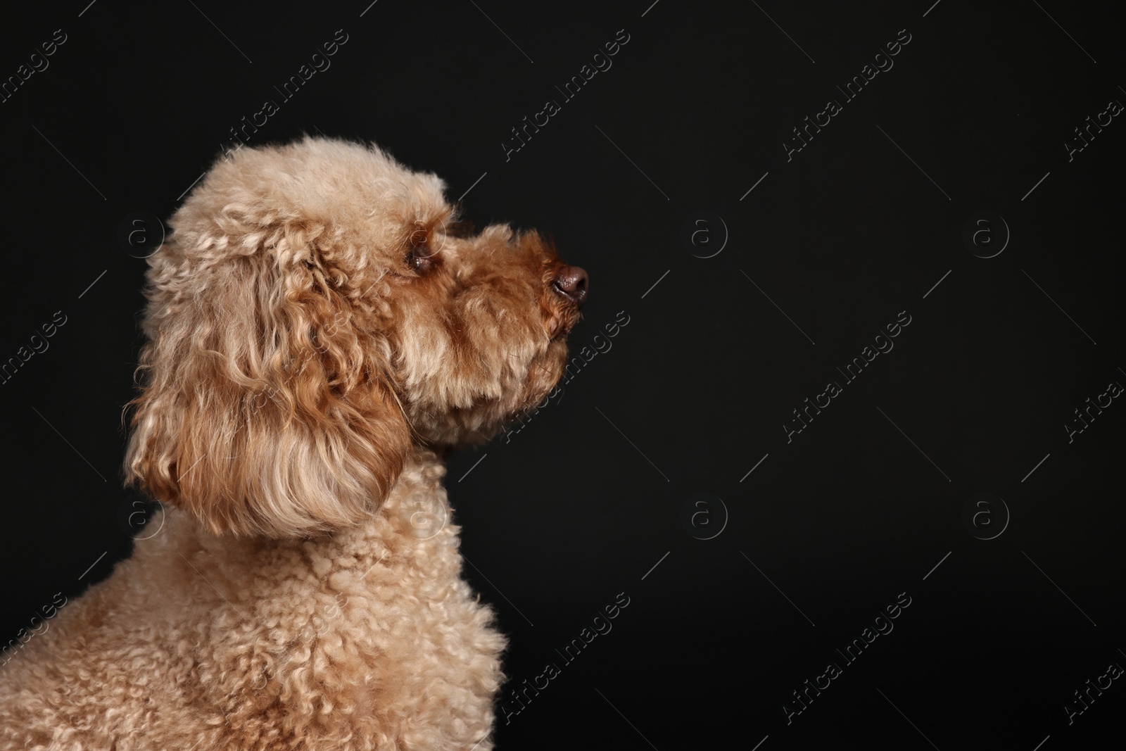 Photo of Cute Toy Poodle dog on black background, space for text. Lovely pet