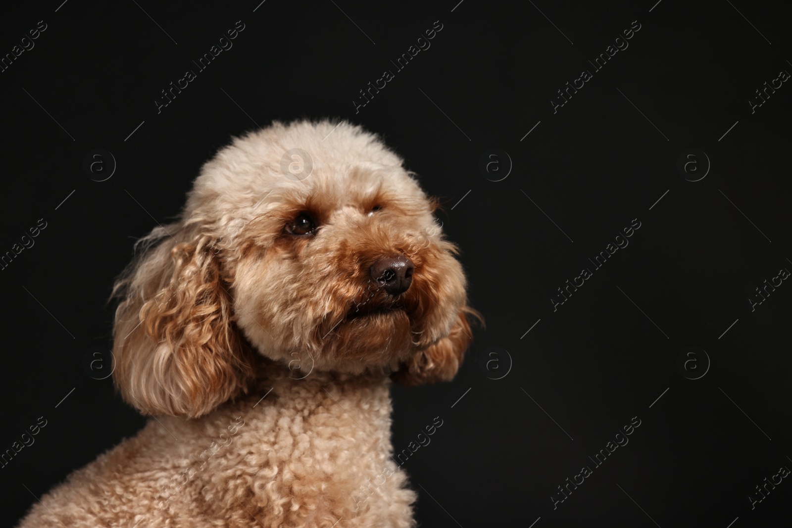 Photo of Cute Toy Poodle dog on black background, space for text. Lovely pet