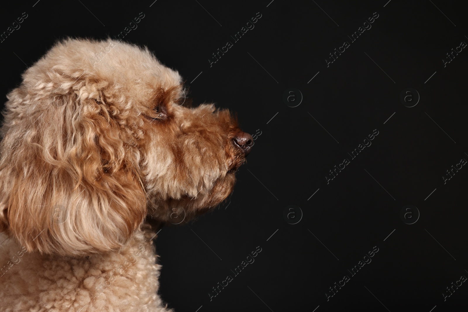 Photo of Cute Toy Poodle dog on black background, space for text. Lovely pet