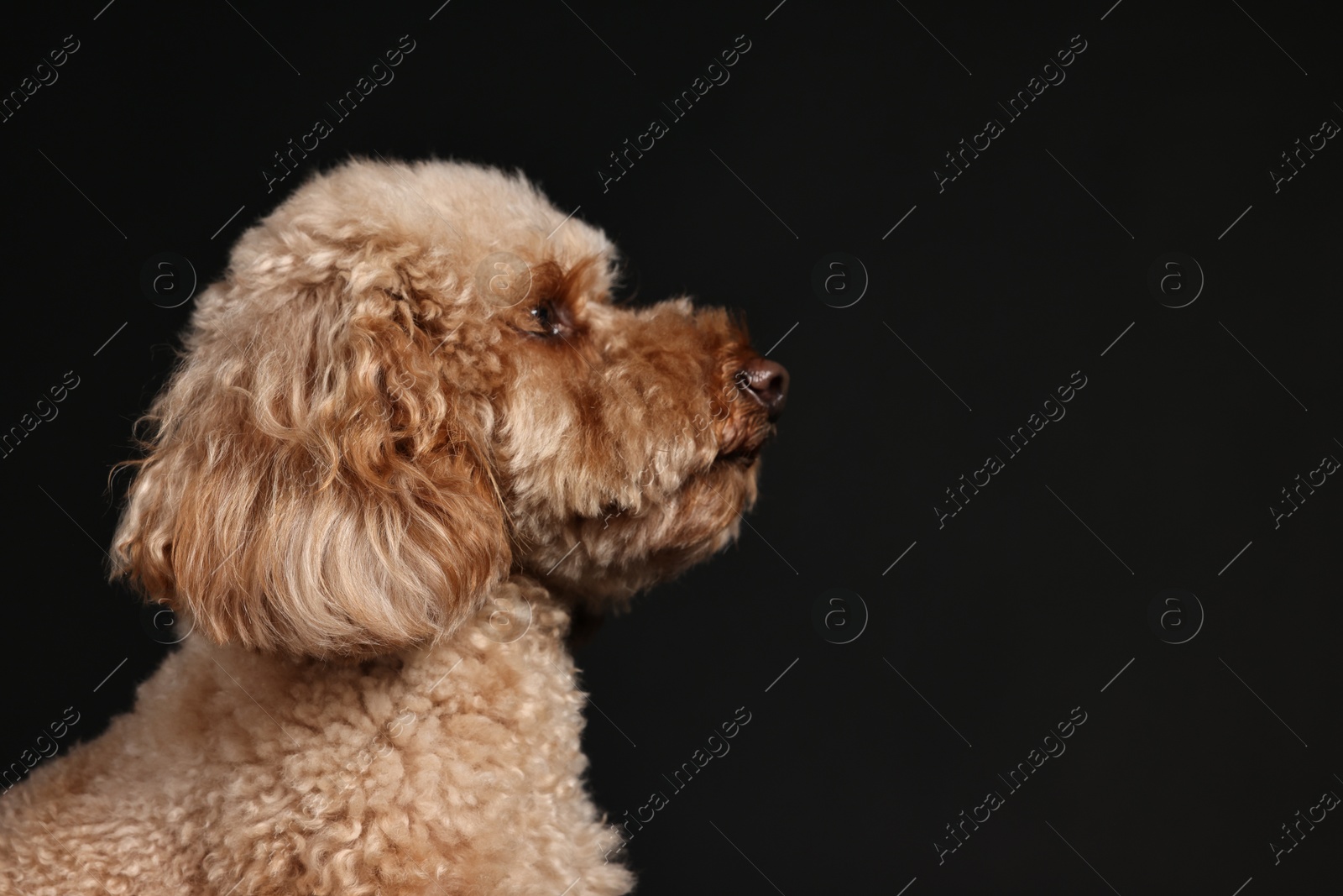 Photo of Cute Toy Poodle dog on black background, space for text. Lovely pet