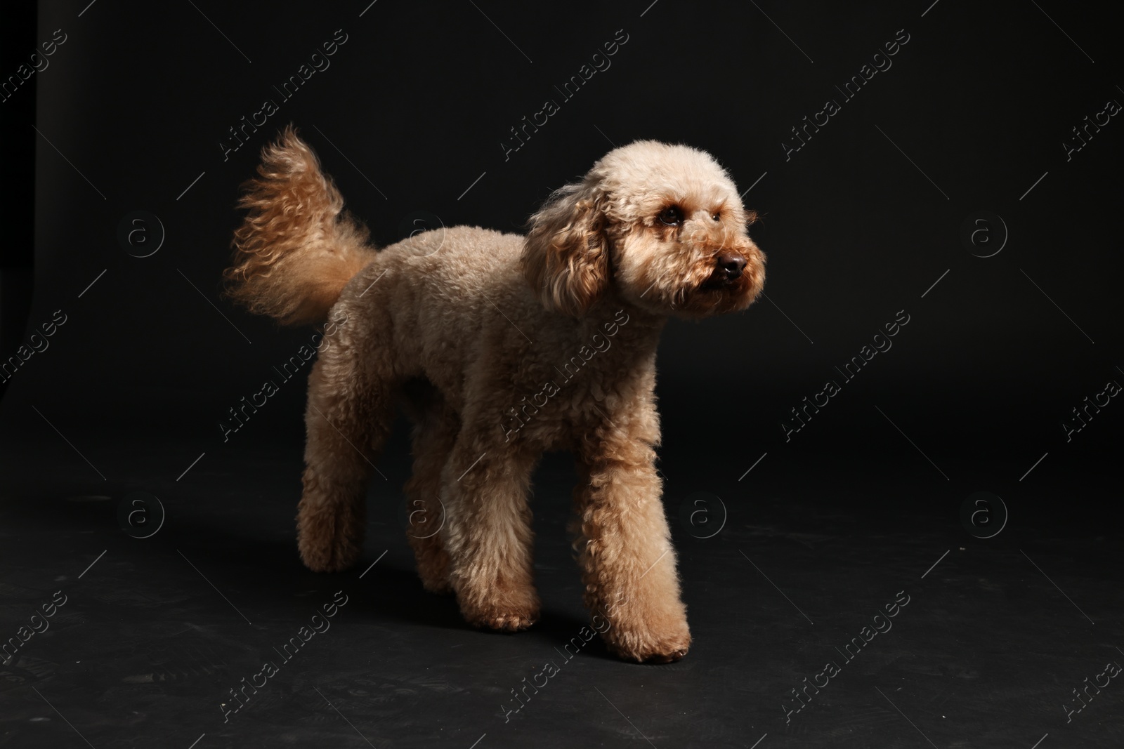 Photo of Cute Toy Poodle dog on black background. Lovely pet