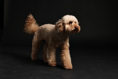 Photo of Cute Toy Poodle dog on black background. Lovely pet