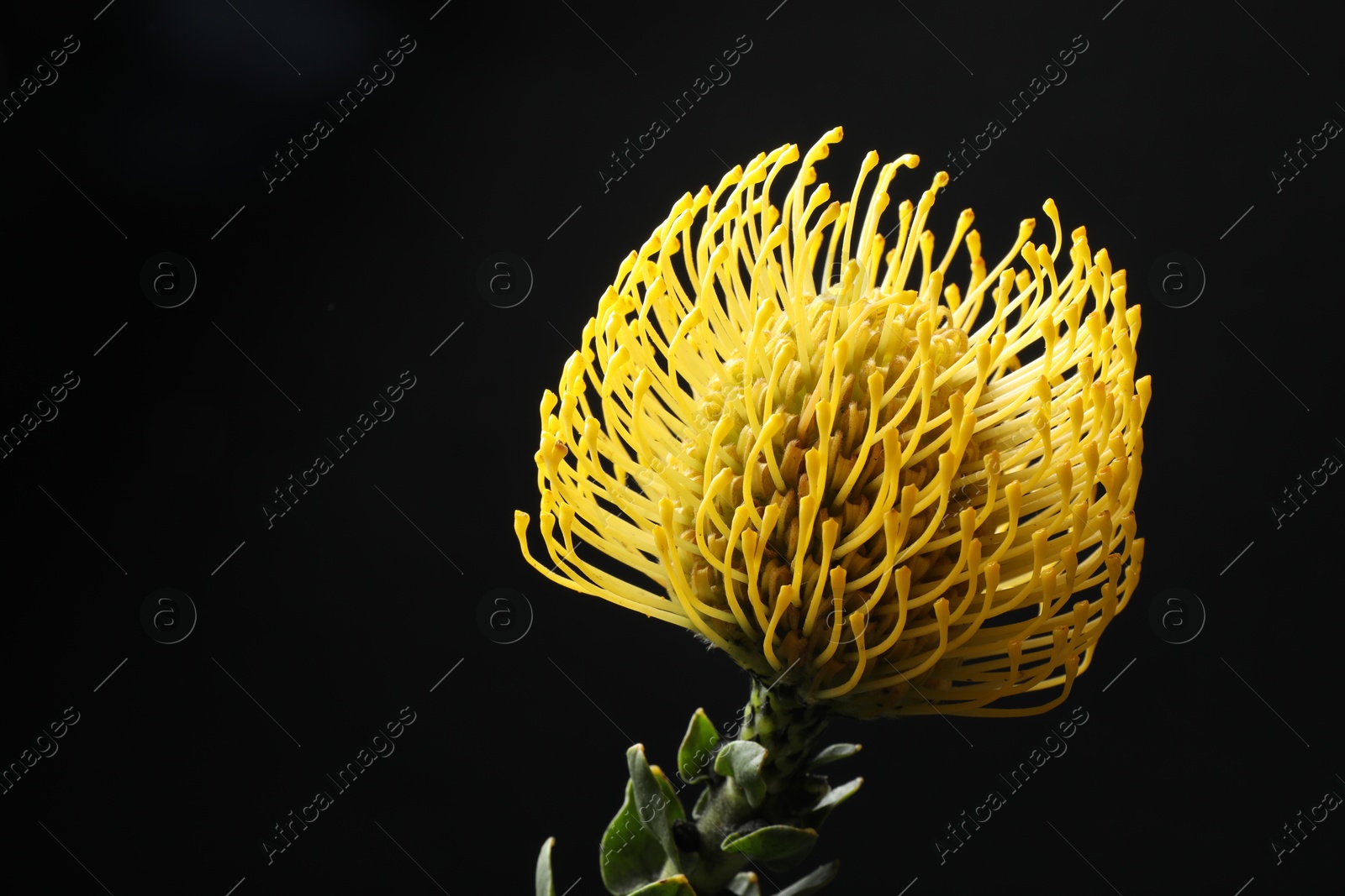 Photo of Beautiful yellow flower on black background, closeup. Space for text