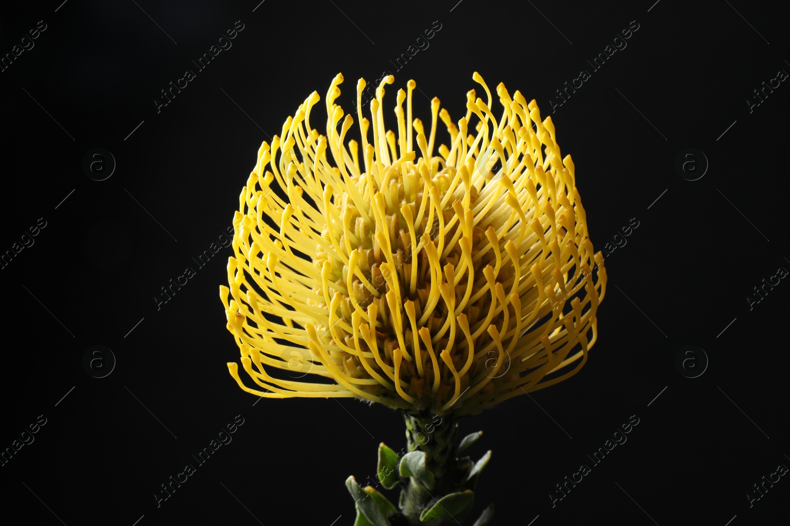 Photo of Beautiful yellow flower on black background, closeup