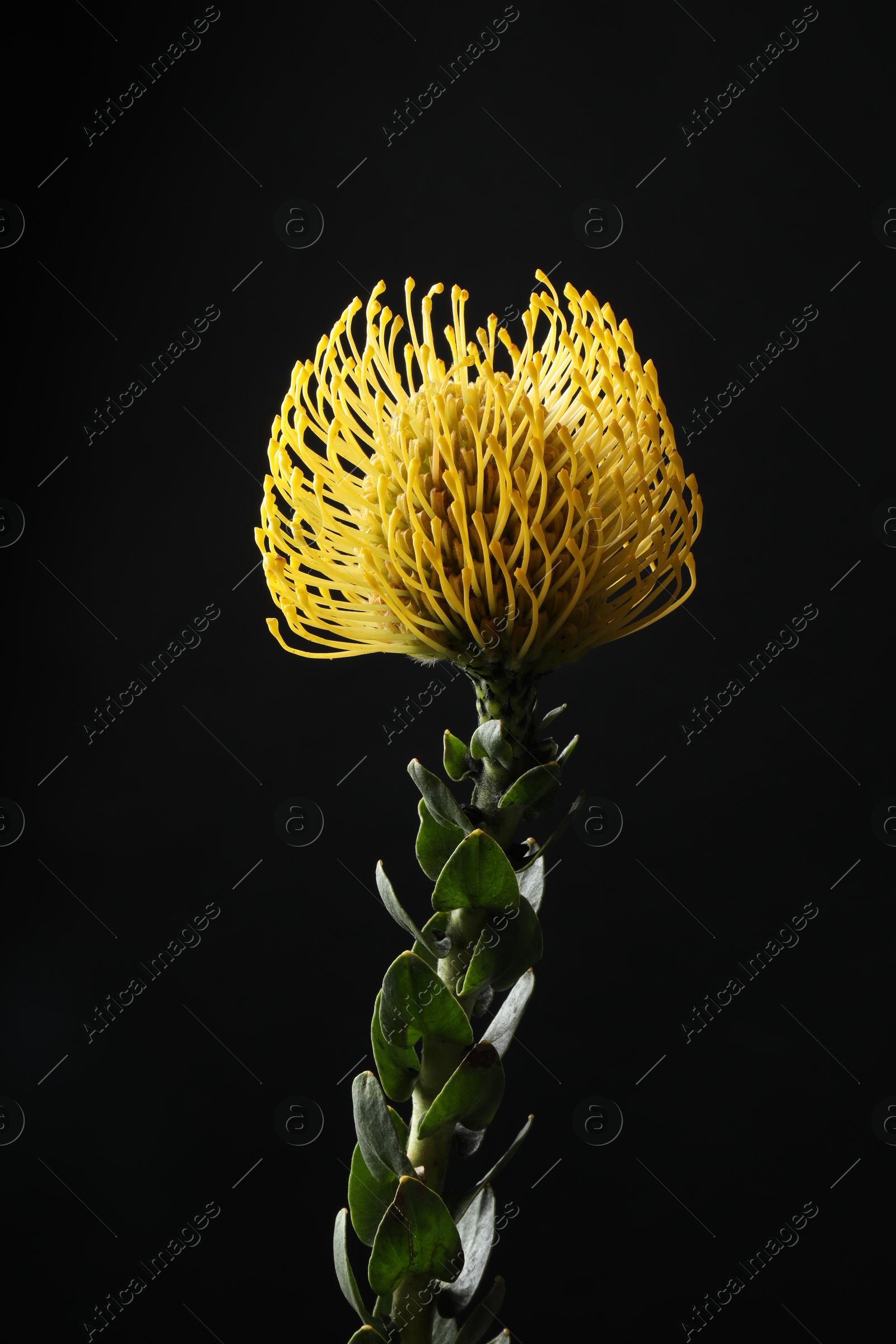 Photo of Beautiful yellow flower on black background, closeup