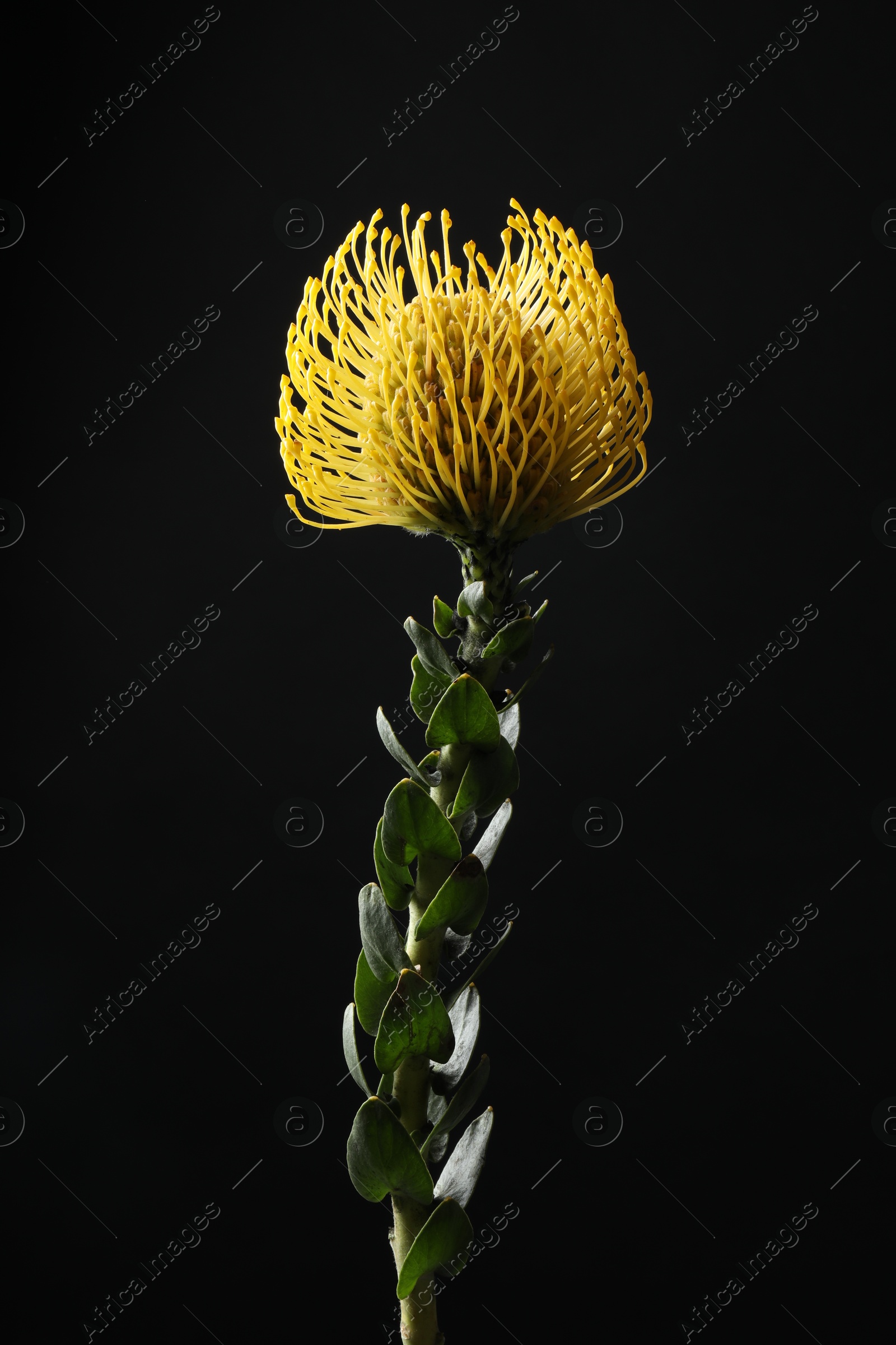 Photo of Beautiful yellow flower on black background, closeup