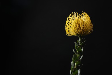 Beautiful yellow flower on black background, closeup. Space for text