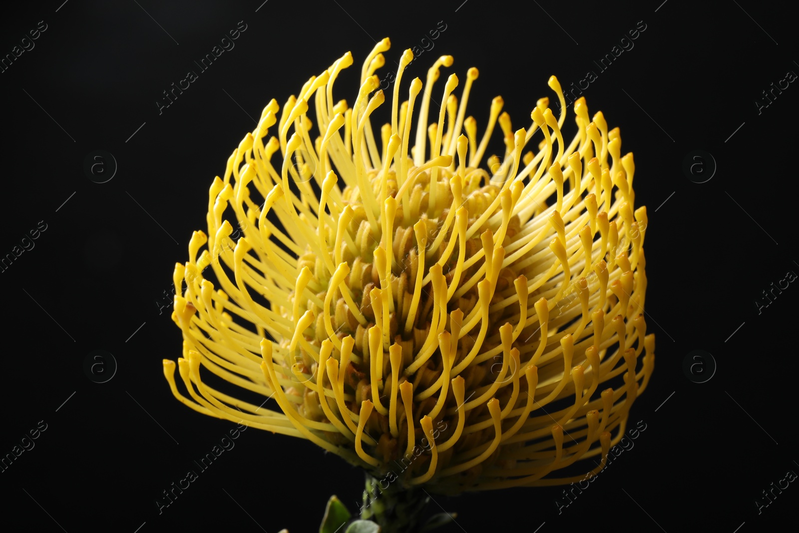 Photo of Beautiful yellow flower on black background, closeup