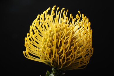 Photo of Beautiful yellow flower on black background, closeup