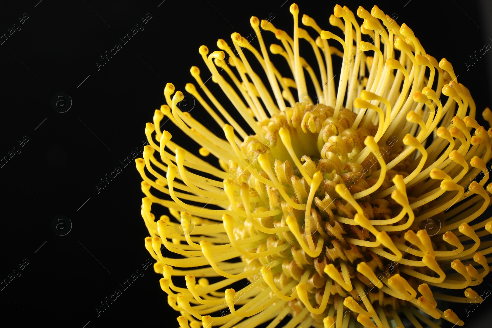 Photo of Beautiful yellow flower on black background, closeup