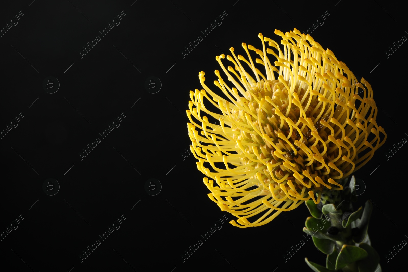 Photo of Beautiful yellow flower on black background, closeup. Space for text