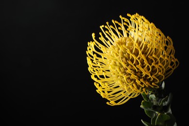 Beautiful yellow flower on black background, closeup. Space for text