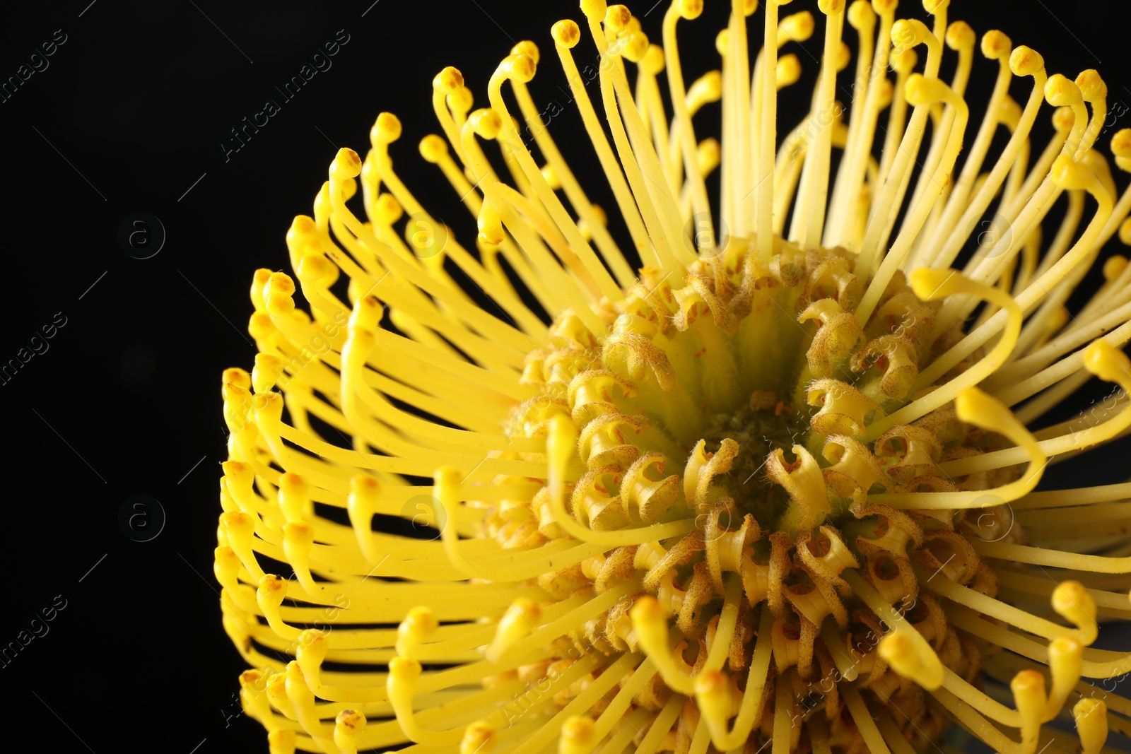 Photo of Beautiful yellow flower on black background, closeup