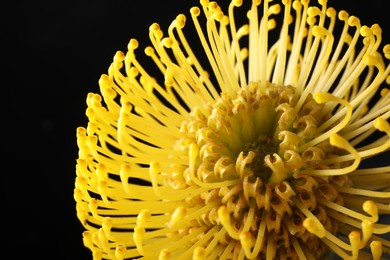 Beautiful yellow flower on black background, closeup