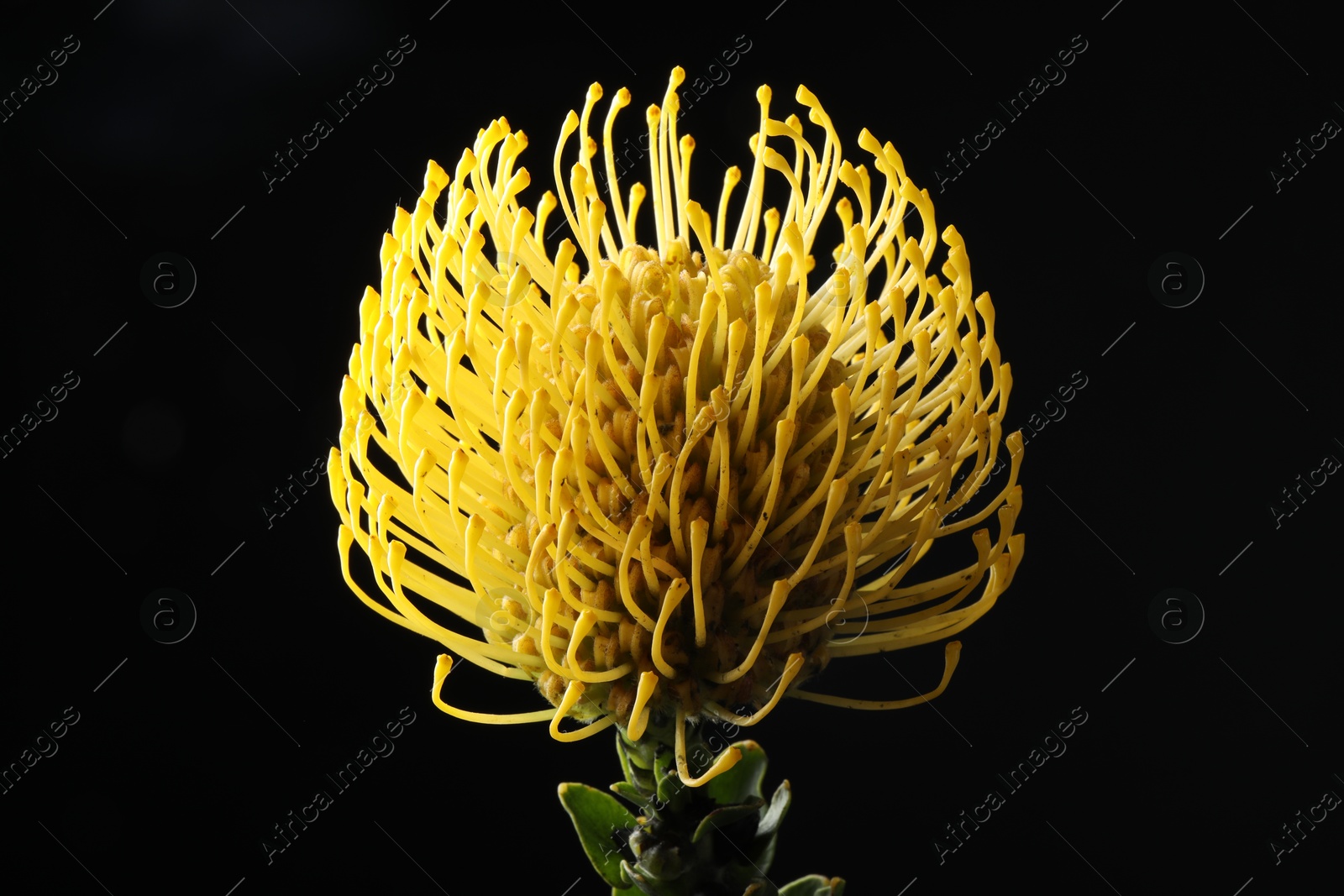 Photo of Beautiful yellow flower on black background, closeup