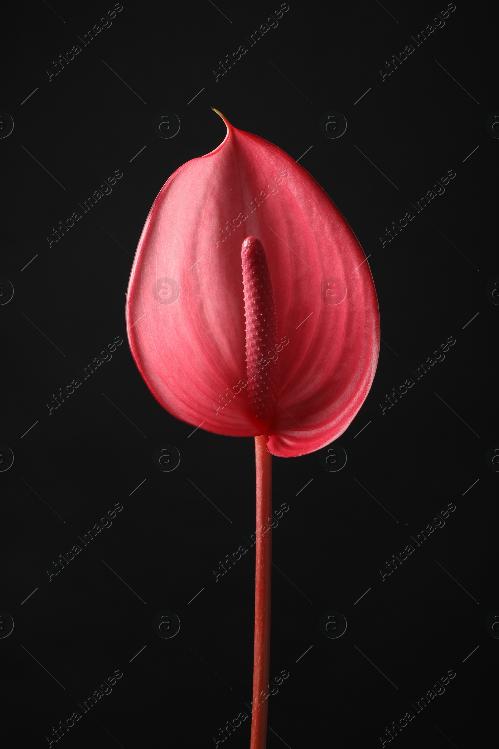 Photo of Beautiful pink tail flower on black background, closeup