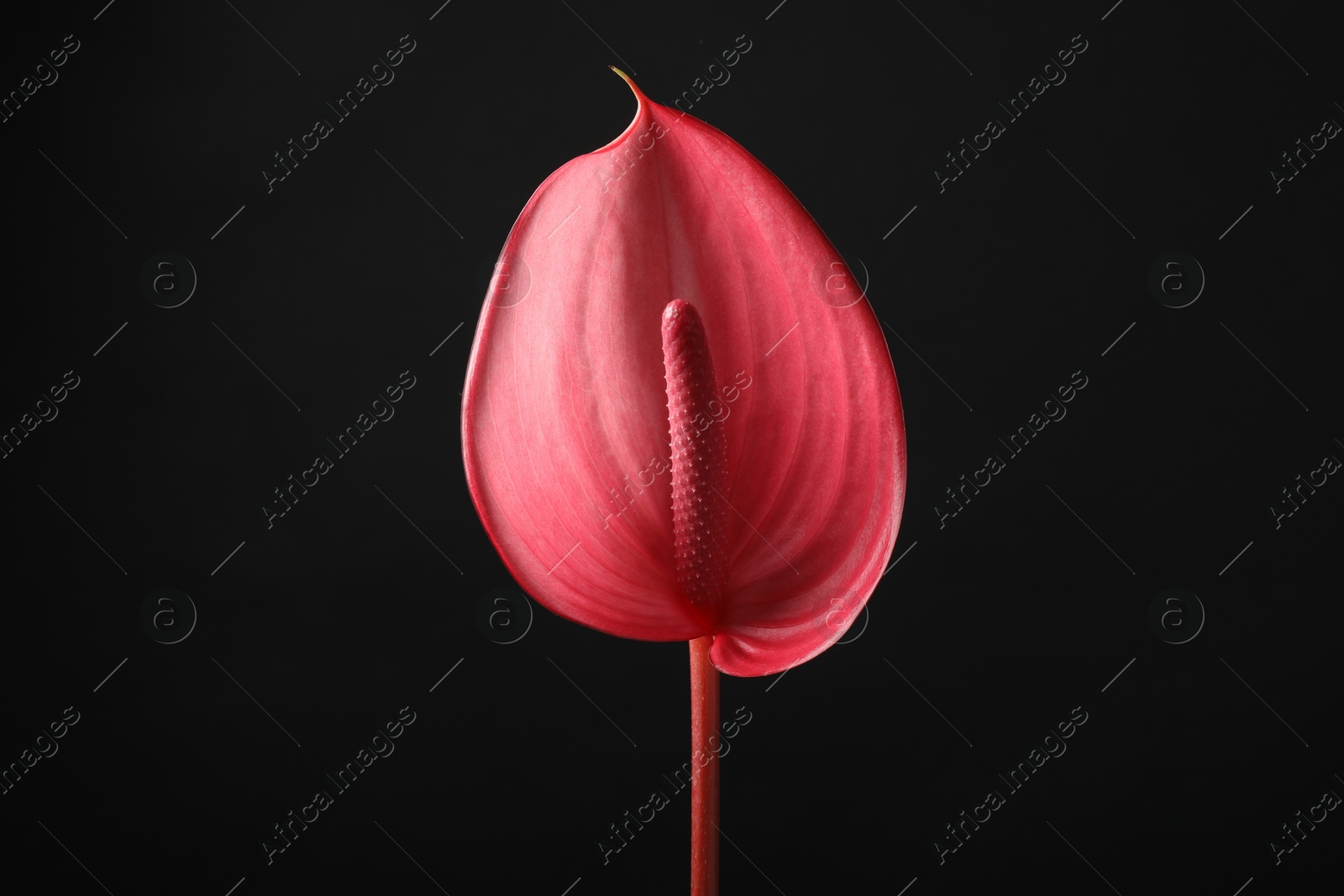 Photo of Beautiful pink tail flower on black background, closeup