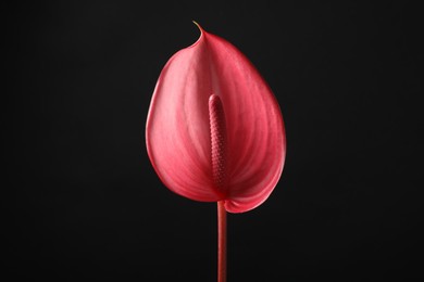 Photo of Beautiful pink tail flower on black background, closeup