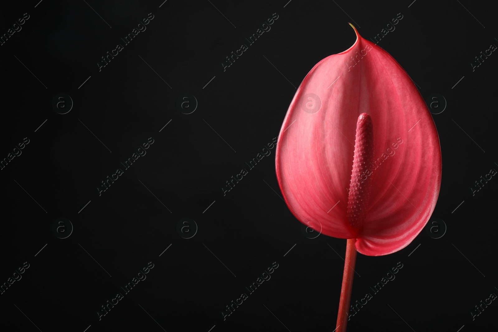 Photo of Beautiful pink tail flower on black background, closeup