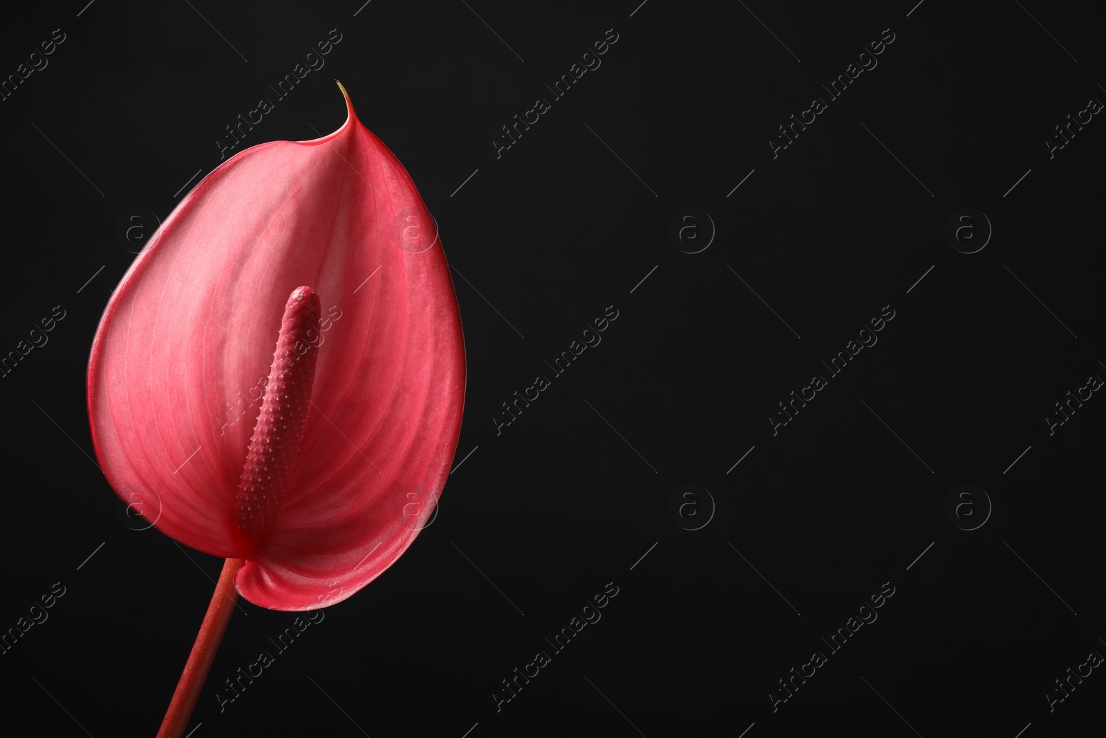 Photo of Beautiful pink tail flower on black background, closeup