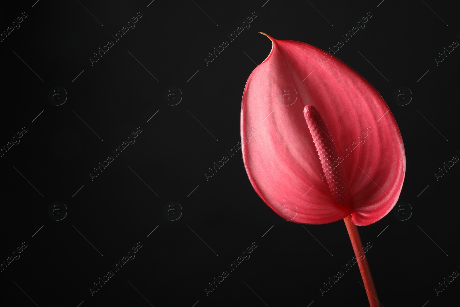 Photo of Beautiful pink tail flower on black background, closeup