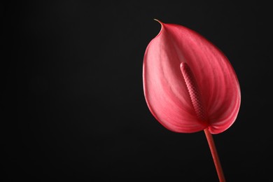 Photo of Beautiful pink tail flower on black background, closeup