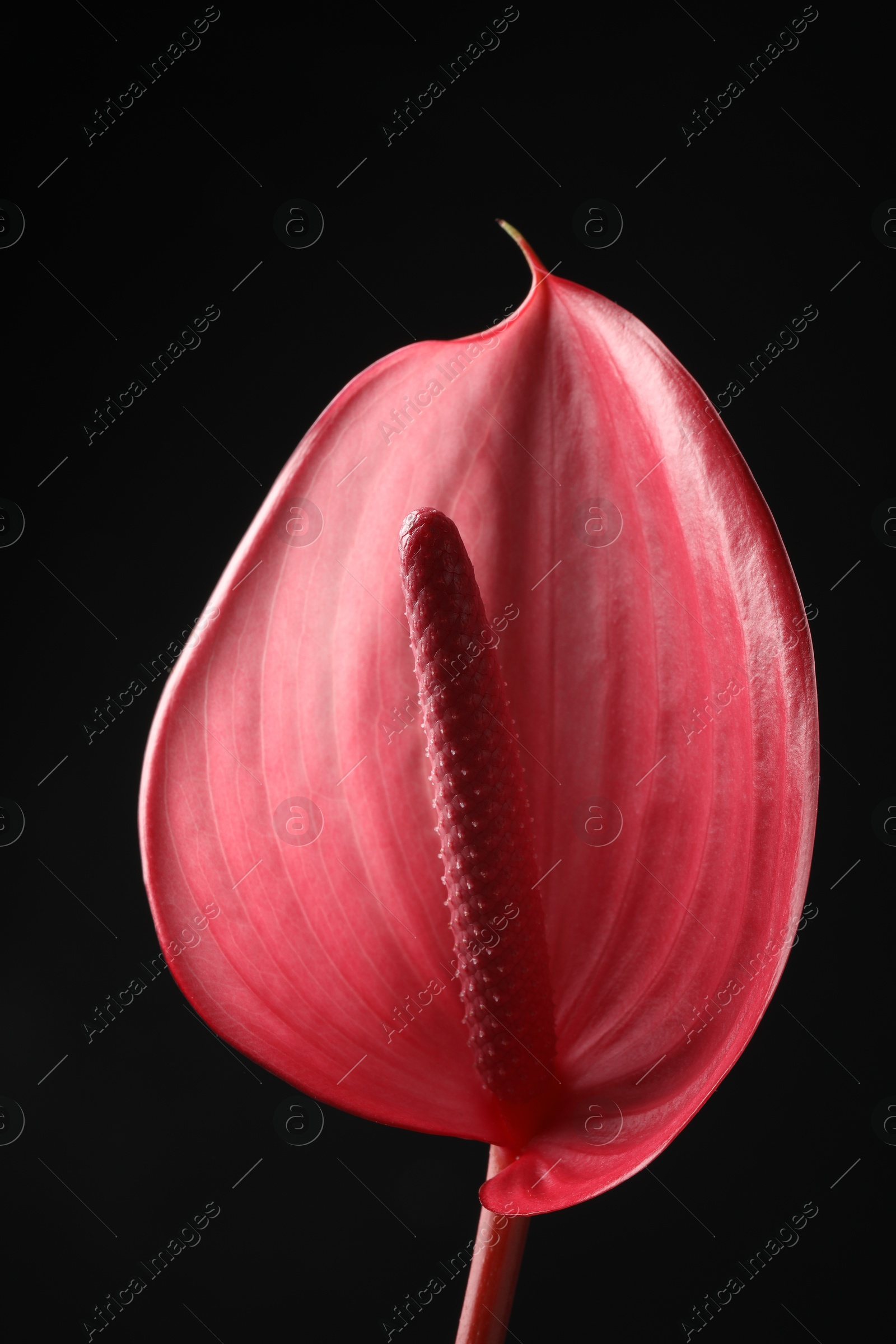 Photo of Beautiful pink tail flower on black background, closeup