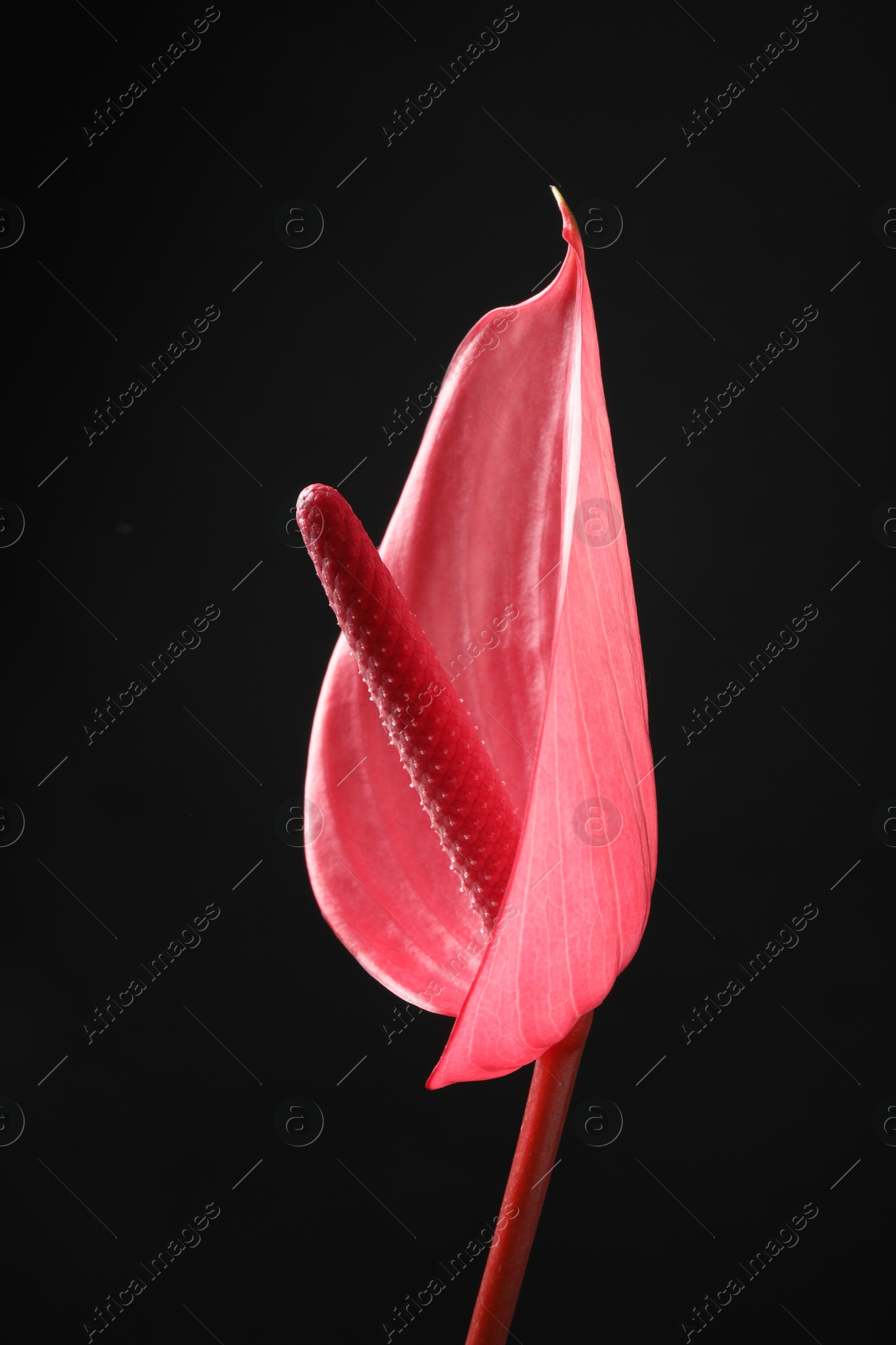 Photo of Beautiful pink tail flower on black background, closeup