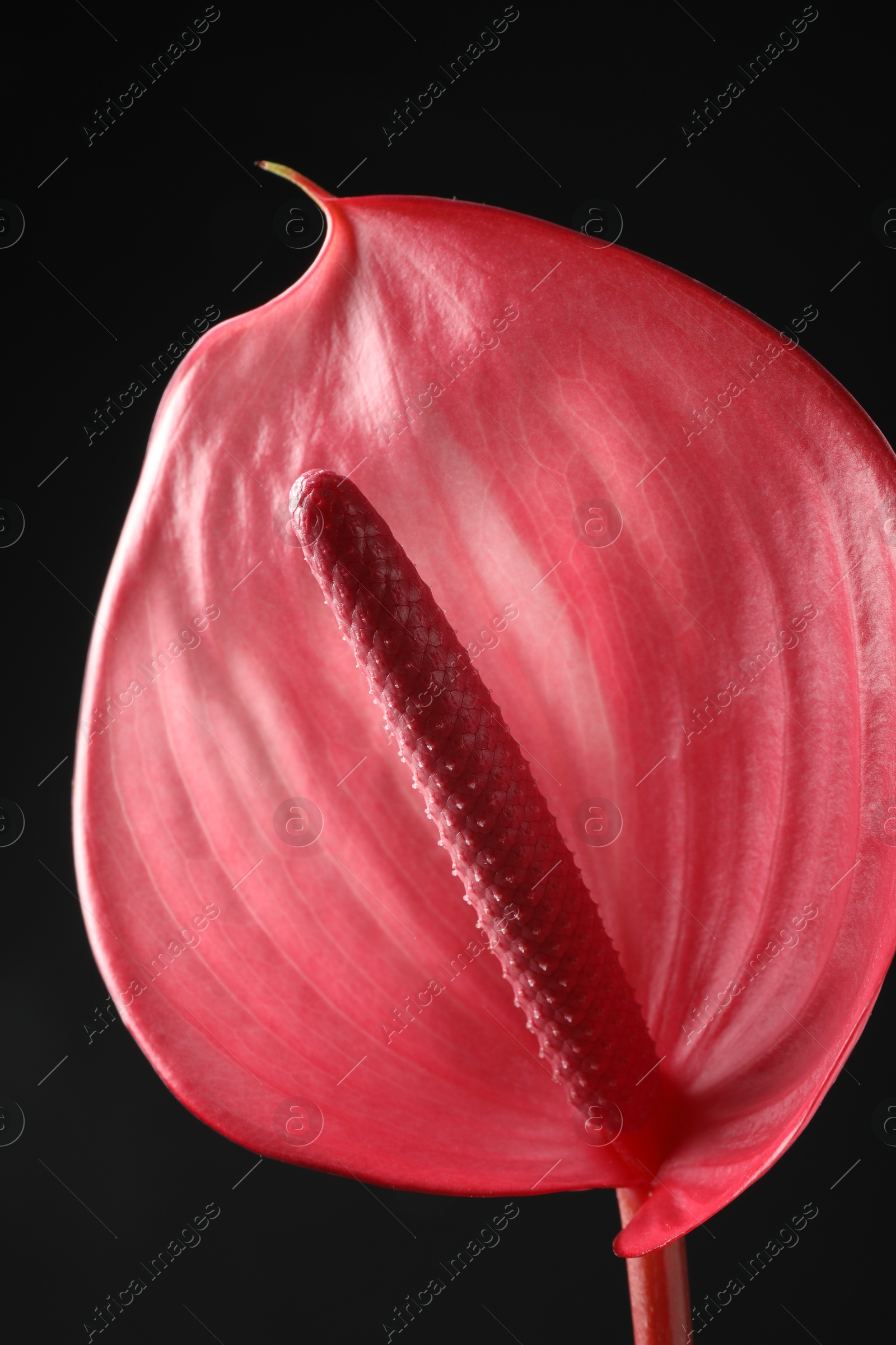 Photo of Beautiful pink tail flower on black background, closeup