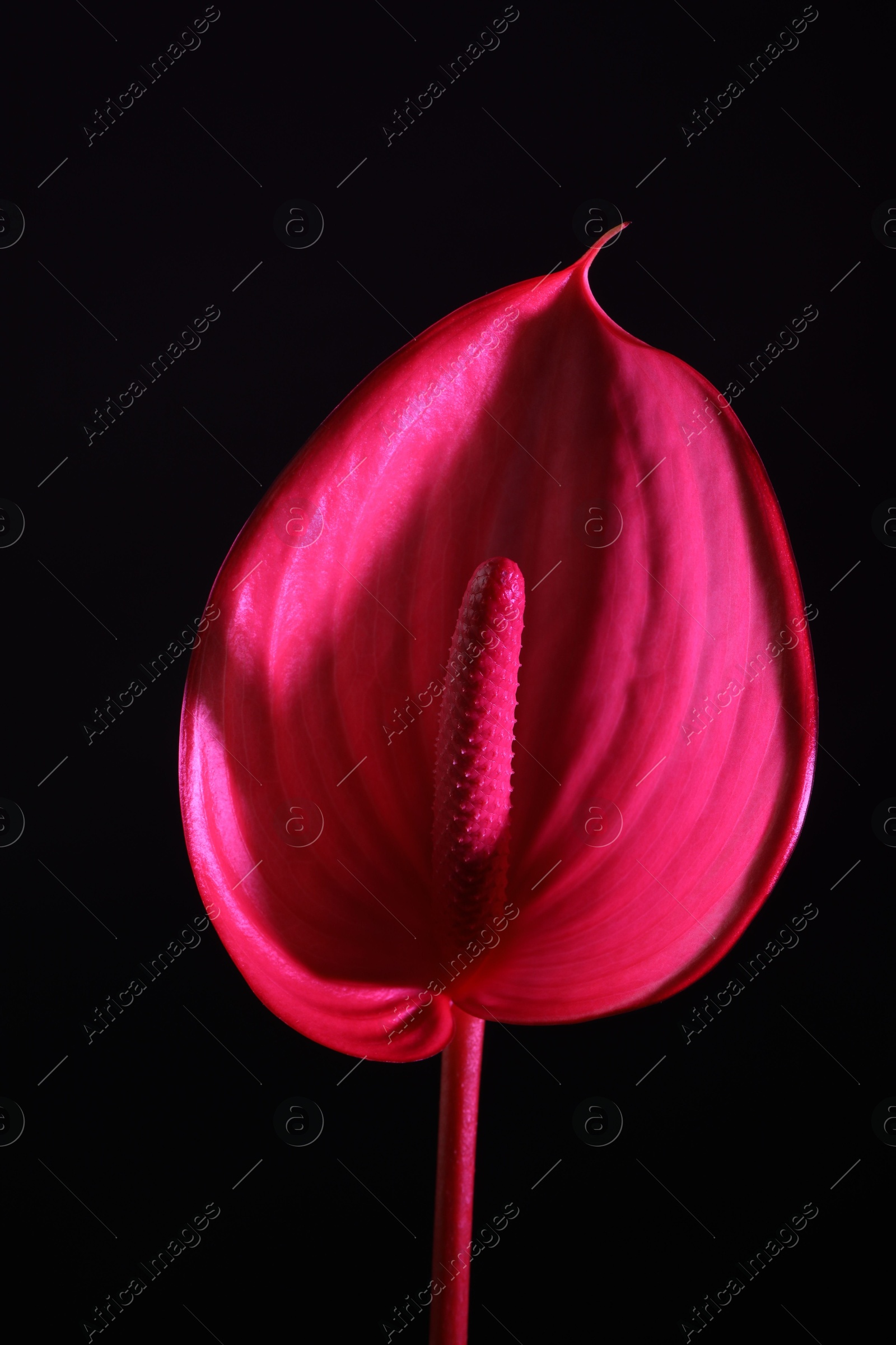 Photo of Beautiful pink tail flower on black background, closeup