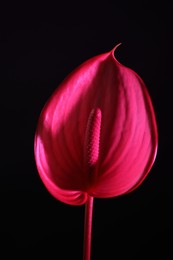 Beautiful pink tail flower on black background, closeup