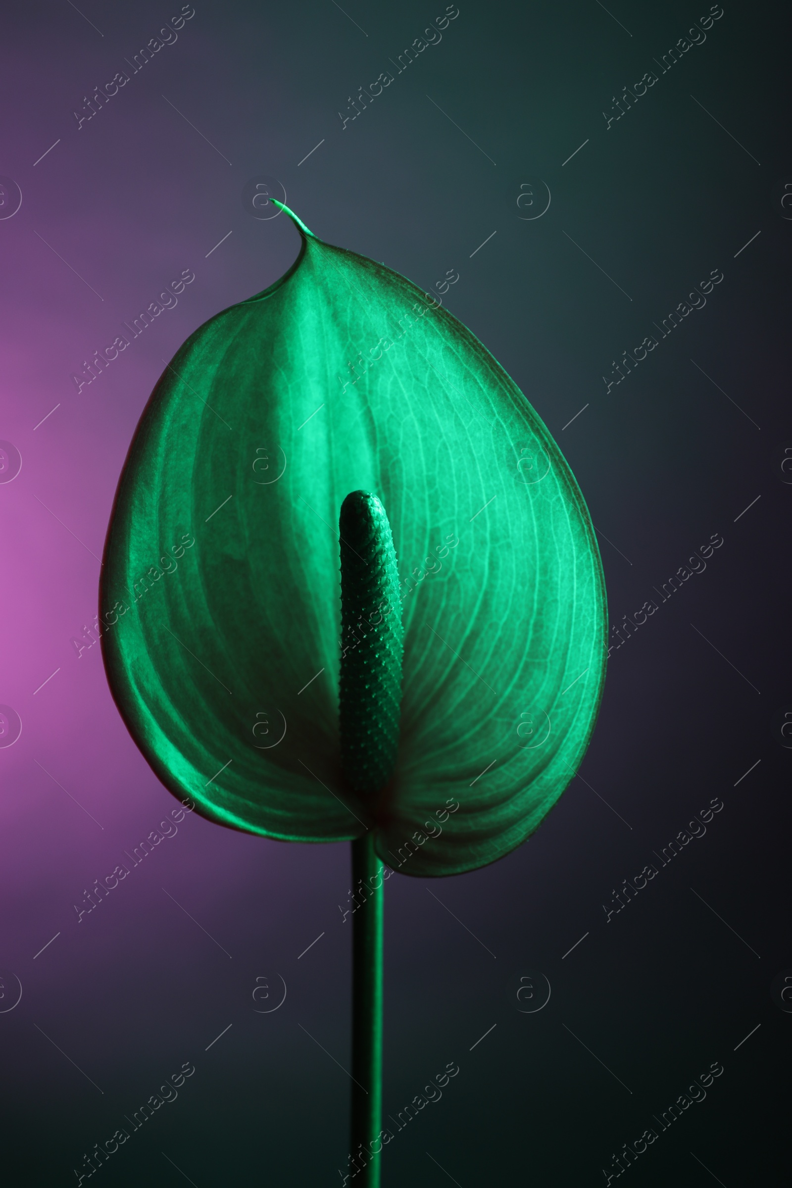 Photo of Beautiful green tail flower on color background, closeup