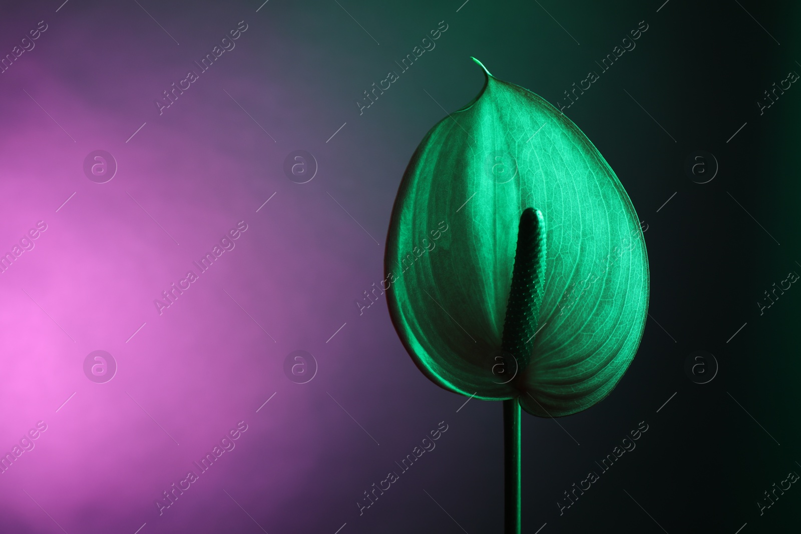 Photo of Beautiful green tail flower on color background, closeup. Space for text