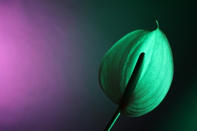 Photo of Beautiful green tail flower on color background, closeup. Space for text