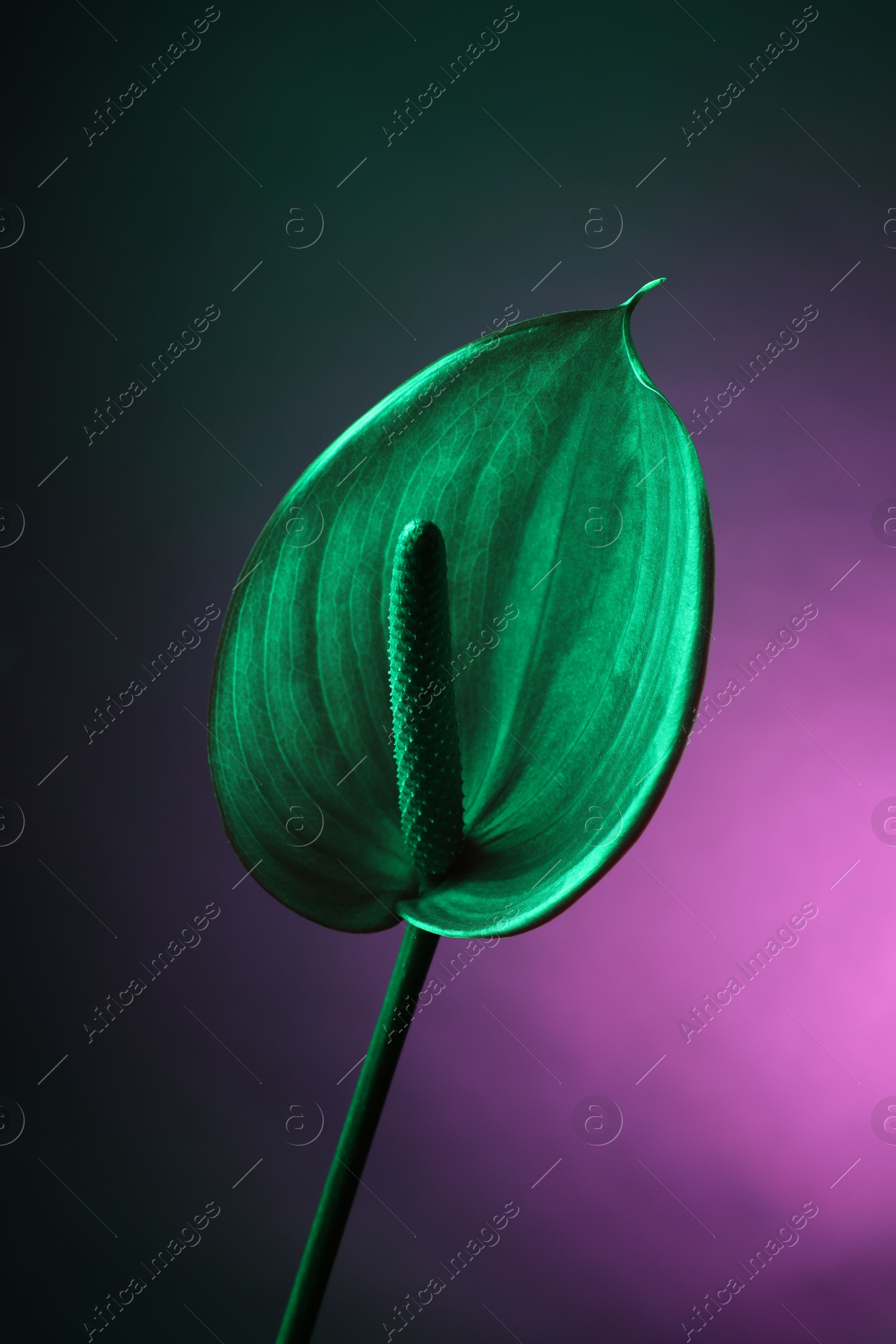 Photo of Beautiful green tail flower on color background, closeup