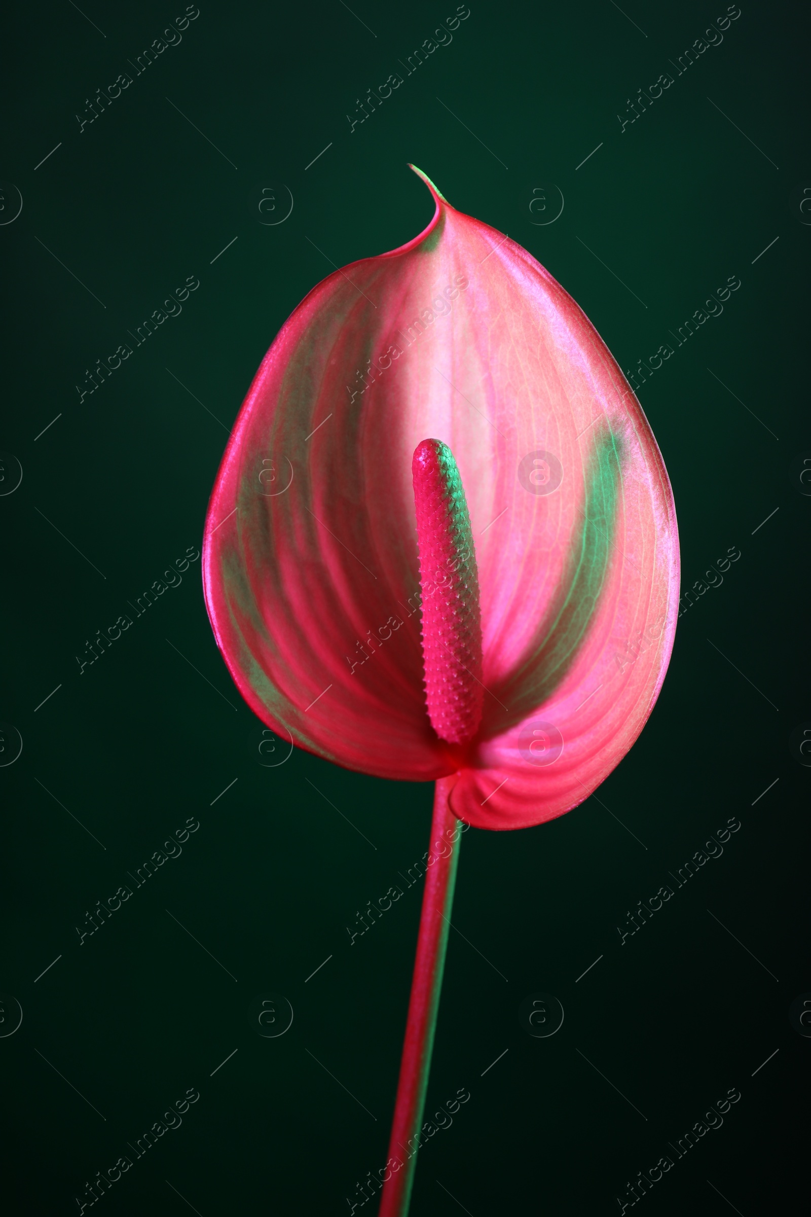 Photo of Beautiful pink tail flower on green background, closeup