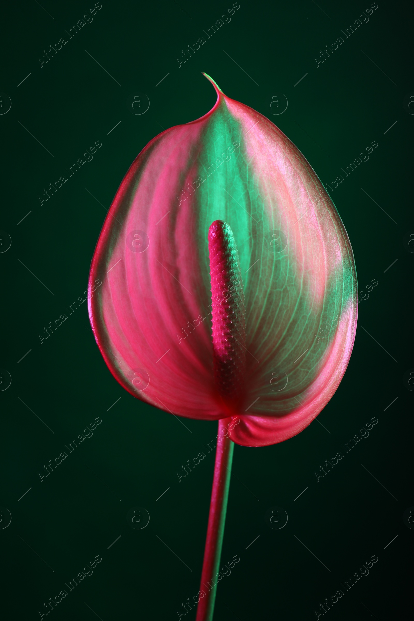 Photo of Beautiful pink tail flower on green background, closeup