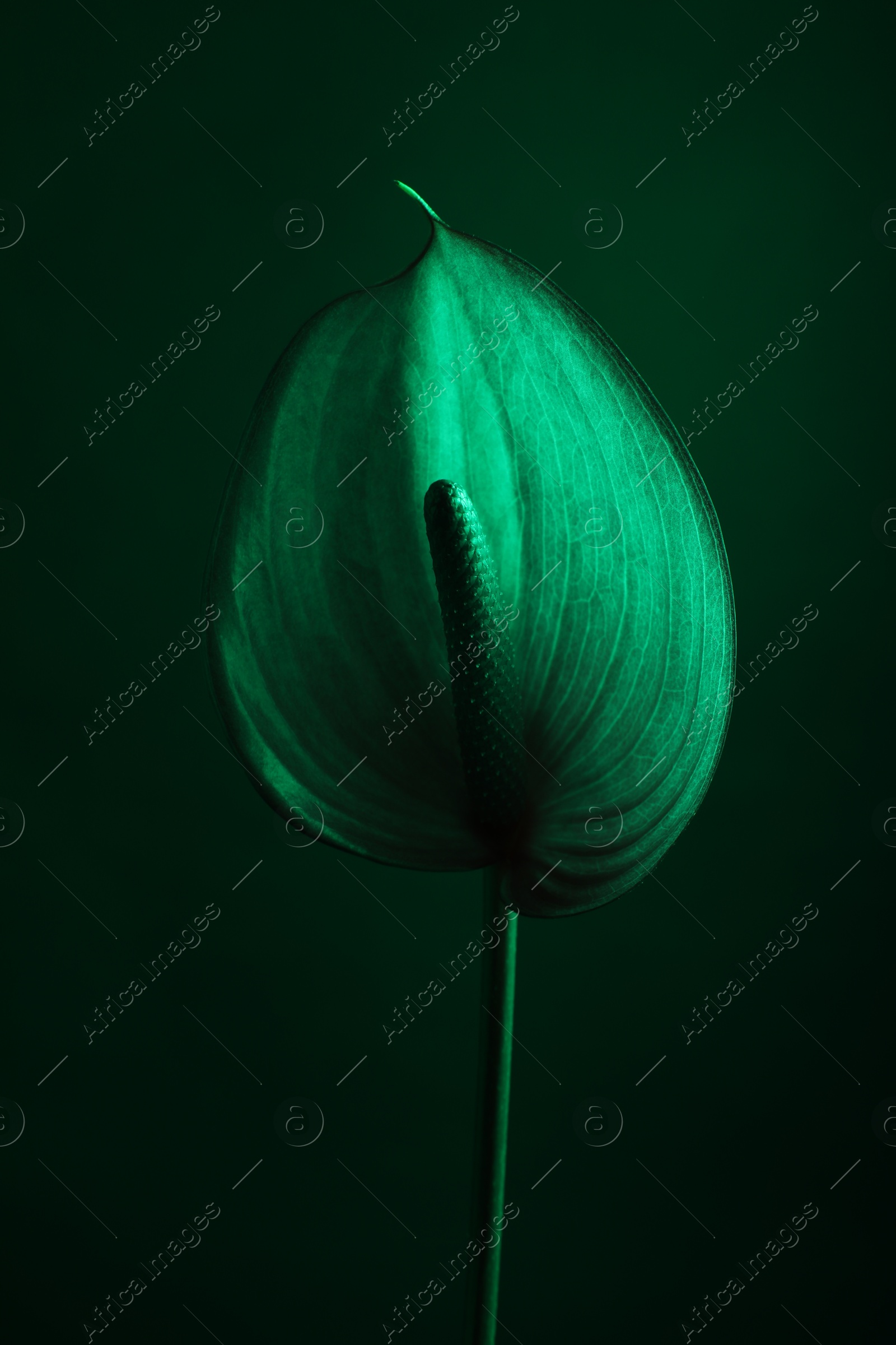 Photo of Beautiful tail flower on green background, closeup