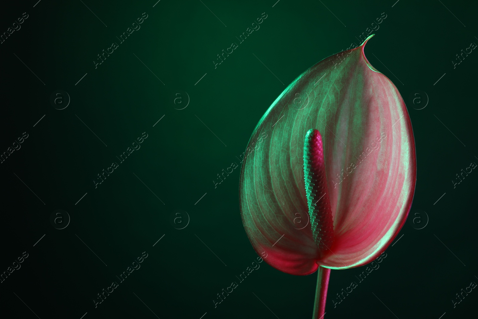 Photo of Beautiful pink tail flower on green background, closeup. Space for text