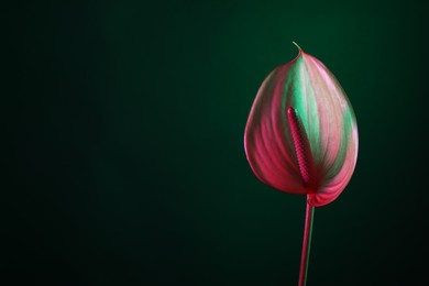 Beautiful pink tail flower on green background, closeup. Space for text