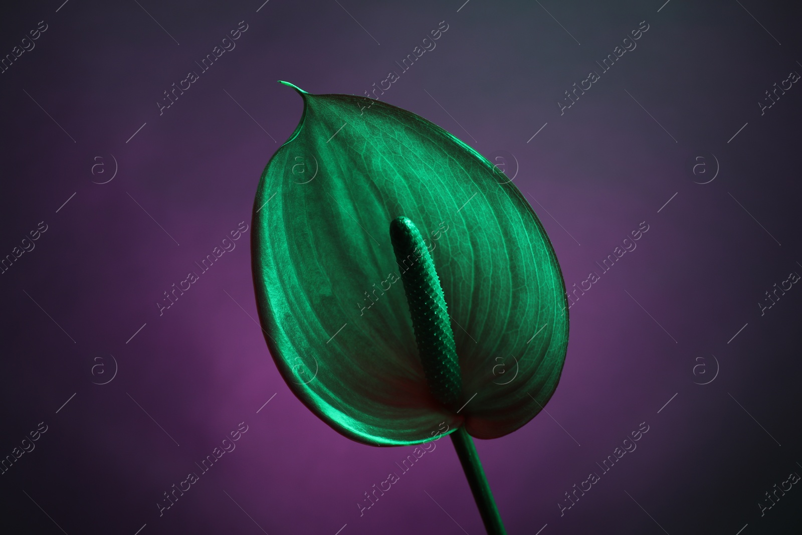 Photo of Beautiful green tail flower on color background, closeup