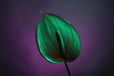 Photo of Beautiful green tail flower on color background, closeup