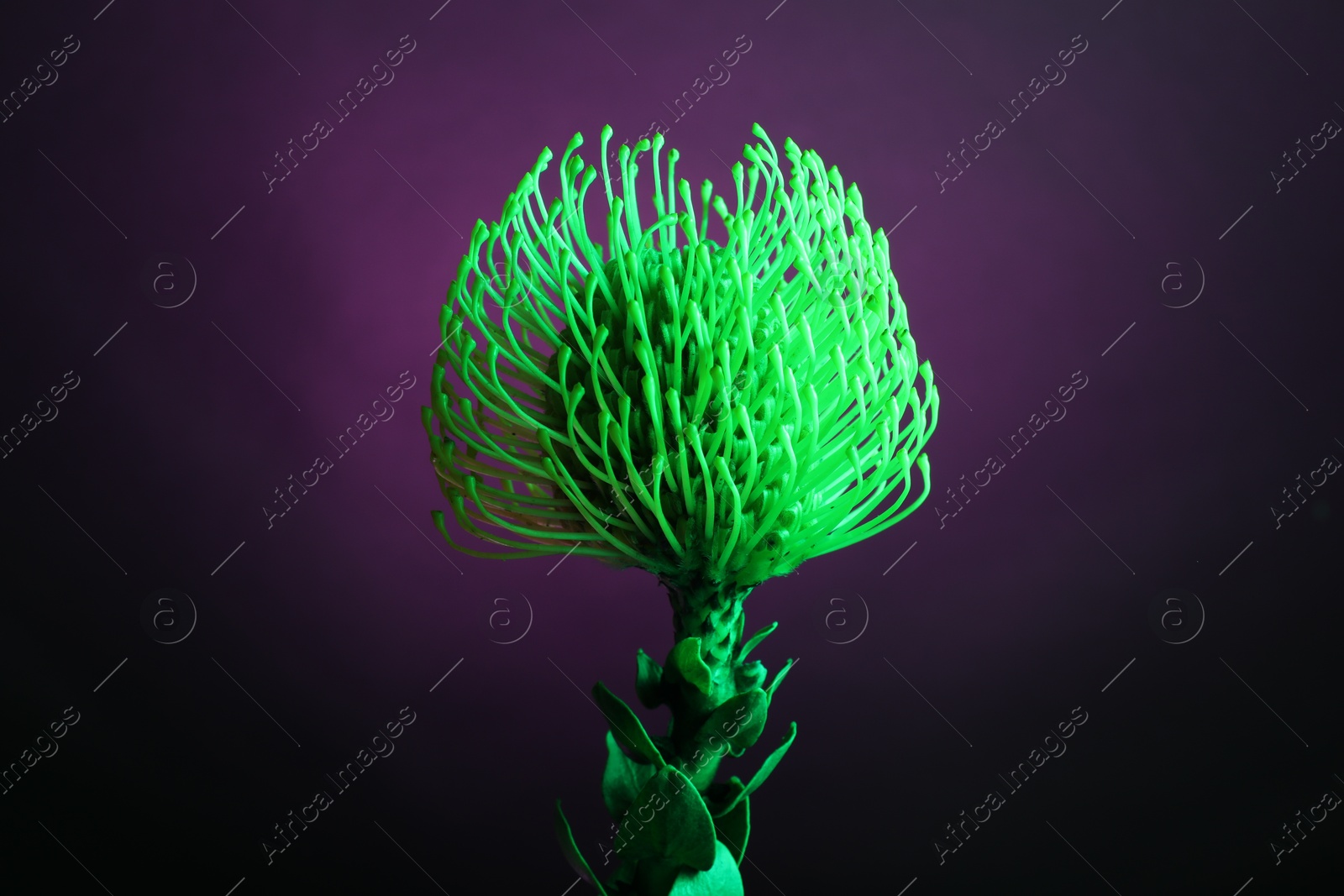 Photo of Beautiful green flower on color background, closeup